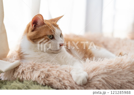 窓辺でくつろぐ猫 茶トラ白 窓辺でくつろぐ猫 茶トラ白 121285988