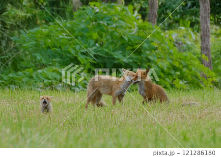 キツネの家族　夫婦で毛繕い 121286180