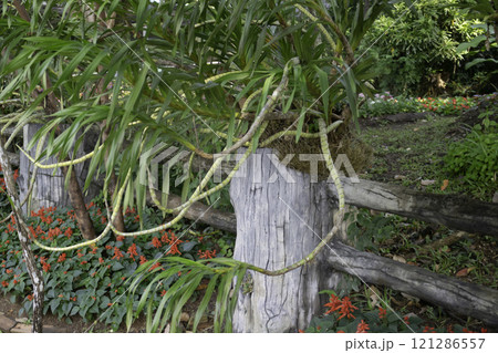 Thai agricultural produce to be exhibited at the fair 121286557