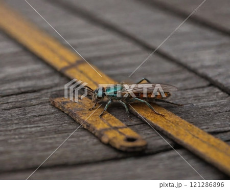 beautiful colorful beetle close-up beautiful colorful beetle close-up 121286896