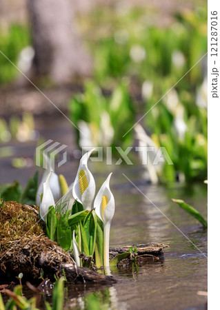 北海道千歳市、可憐に咲く水芭蕉【4月】 北海道千歳市、可憐に咲く水芭蕉【4月】 121287016