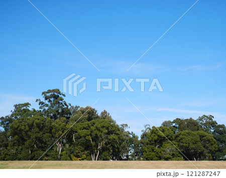青空に映える新緑な樹木|夢の島公園 青空に映える新緑な樹木|夢の島公園 121287247