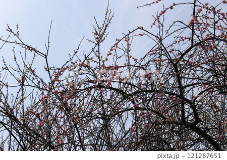 梅林　龍野梅林　梅干し　兵庫県 121287651