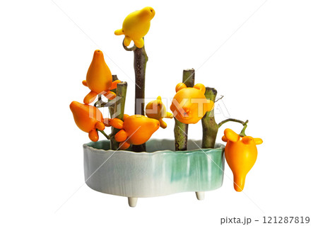 カナリヤナス カナリヤナス 121287819