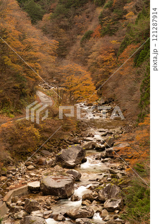 紅葉する森と美しい紅葉 紅葉する森と美しい紅葉 121287914