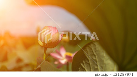 A pink lotus flower sways in the wind. Against the background of their green leaves. Lotus field on the lake in natural environment. A pink lotus flower sways in the wind. Against the background of their green leaves. Lotus field on the lake in natural environment. 121287971