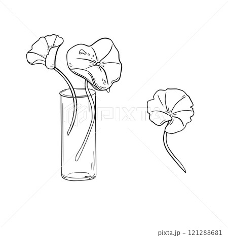Asiatic pennywort in glass flask black white vector illustration on white. Gotu kola ground cover plant herbal hand drawn linear botanical sketch. Centella for design package, label organic product. 121288681