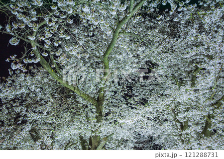 戌亥櫓台の夜桜【松代城跡】 121288731