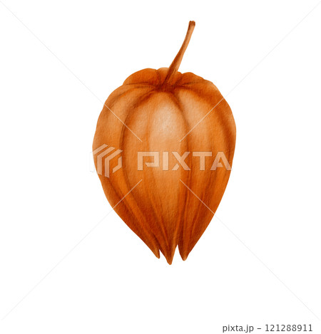 Physalis orange bud as nature autumn decorative plant element for pumpkin harvest festival and Thanksgiving invitations.Watercolor illustration isolated on transparent background 121288911