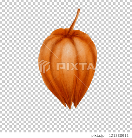 Physalis orange bud as nature autumn decorative plant element for pumpkin harvest festival and Thanksgiving invitations.Watercolor illustration isolated on transparent background 121288911