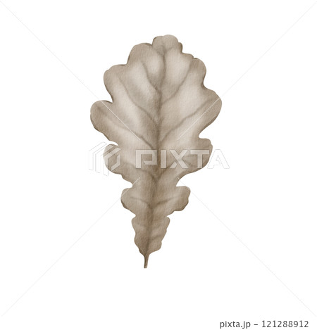 Dry oak autumn leaf of silver color with streaks as a symbol of fading and withering of nature. The watercolor illustration is hand-painted on a transparent background for packaging and textiles Dry oak autumn leaf of silver color with streaks as a symbol of fading and withering of nature. The watercolor illustration is hand-painted on a transparent background for packaging and textiles 121288912