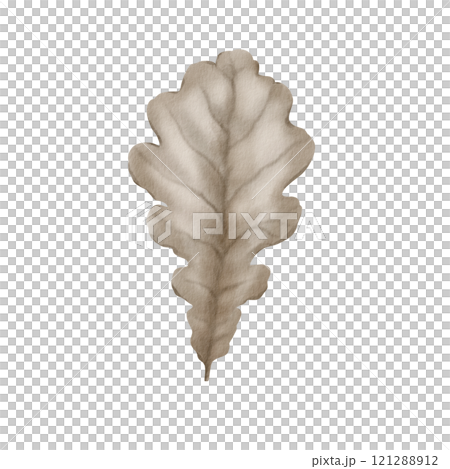 Dry oak autumn leaf of silver color with streaks as a symbol of fading and withering of nature. The watercolor illustration is hand-painted on a transparent background for packaging and textiles Dry oak autumn leaf of silver color with streaks as a symbol of fading and withering of nature. The watercolor illustration is hand-painted on a transparent background for packaging and textiles 121288912