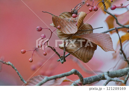 バラ科アズキナシの果実 121289169