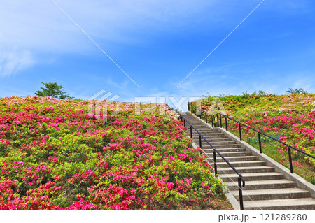 下関市の総合公園ツツジ咲く老の山公園 下関市の総合公園ツツジ咲く老の山公園 121289280