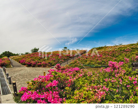 下関市の総合公園ツツジ咲く老の山公園 下関市の総合公園ツツジ咲く老の山公園 121289290