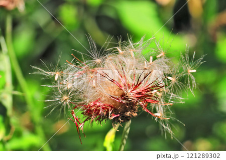 花の後にふわふわの綿毛になった植物 121289302