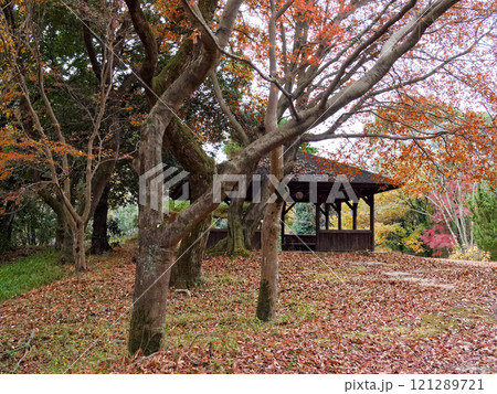 紅葉の愛知県森林公園 121289721