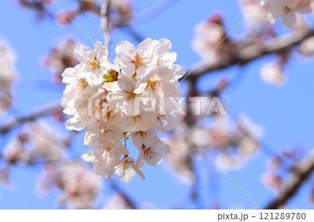 青空に咲く桜の花のアップ 121289780