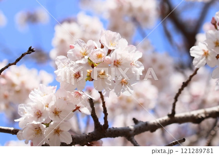 青空に咲く桜の花のアップ 121289781
