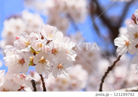 青空に咲く桜の花のアップ 121289782
