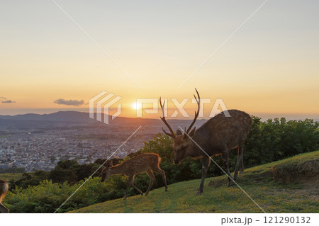 若草山山頂から望む夕焼けの奈良公園の鹿のシルエット 121290132