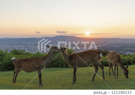 若草山山頂から望む夕焼けの奈良公園の鹿のシルエット 若草山山頂から望む夕焼けの奈良公園の鹿のシルエット 121290133
