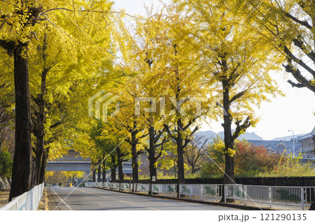 黄色く色づいた銀杏並木_日本の奈良県天理市の木 黄色く色づいた銀杏並木_日本の奈良県天理市の木 121290135