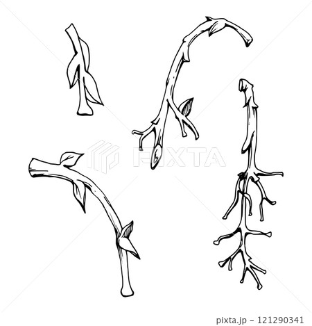 Tree, berry or bush branch twig with no leaves, early spring, late autumn or winter, plant stalks, buds, hand drawn in ink vector. Isolated botanical illustration. Wedding, decoupage, florist shop. Tree, berry or bush branch twig with no leaves, early spring, late autumn or winter, plant stalks, buds, hand drawn in ink vector. Isolated botanical illustration. Wedding, decoupage, florist shop. 121290341