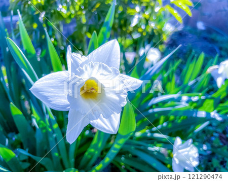 爽やかな5月の朝～白い水仙の花～ 121290474