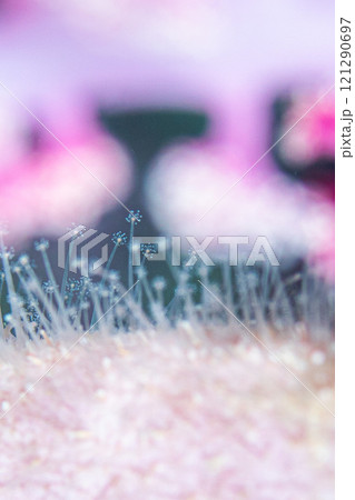 お花とお花 121290697