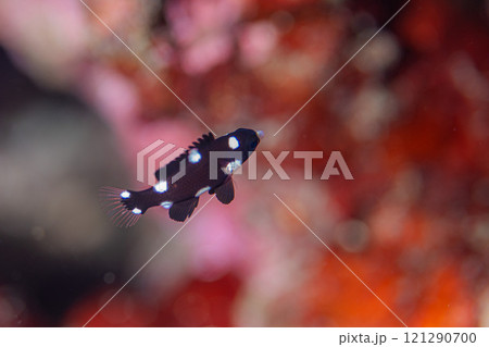 パンダ パンダ 121290700