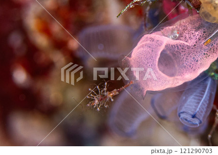 家族団欒 家族団欒 121290703