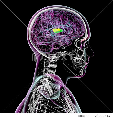 Human brain with highlighted transverse temporal gyri, 3D illustration 121290843