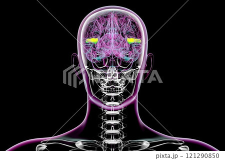 Human brain with highlighted transverse temporal gyri, 3D illustration 121290850