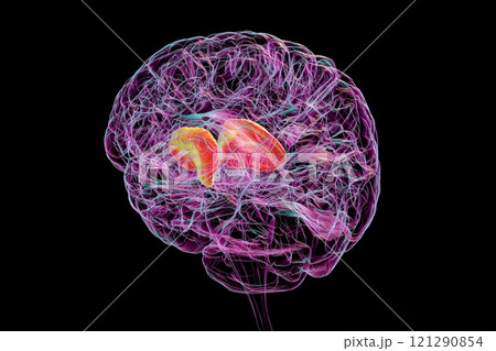 Human brain with highlighted internal capsule, 3D illustration Human brain with highlighted internal capsule, 3D illustration 121290854