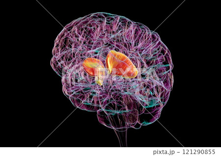 Human brain with highlighted internal capsule, 3D illustration 121290855