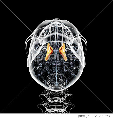 Human brain with highlighted internal capsule, 3D illustration 121290865