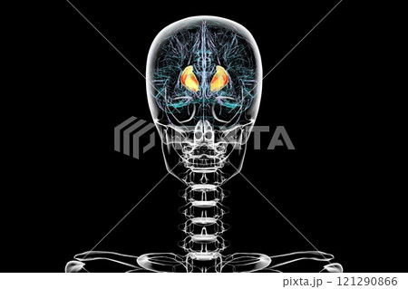 Human brain with highlighted internal capsule, 3D illustration 121290866