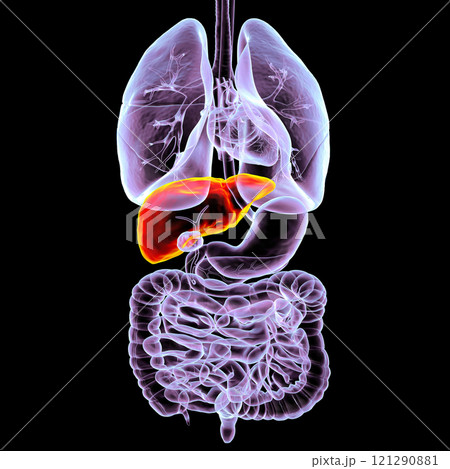 Human respiratory and digestive system anatomy with liver highlighted, 3D illustration Human respiratory and digestive system anatomy with liver highlighted, 3D illustration 121290881