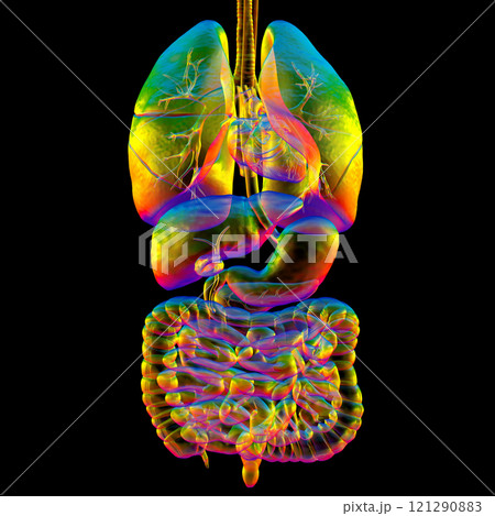 Human respiratory and digestive system anatomy, 3D illustration Human respiratory and digestive system anatomy, 3D illustration 121290883