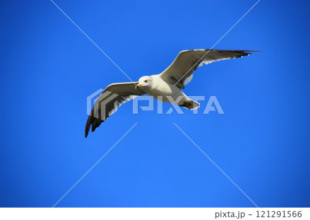 蒼い大空を優雅に翔ぶ… 鴎 蒼い大空を優雅に翔ぶ… 鴎 121291566