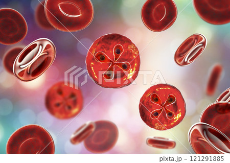 Babesia parasites inside red blood cell, the causative agent of babesiosis Babesia parasites inside red blood cell, the causative agent of babesiosis 121291885