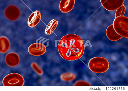 Babesia parasites inside red blood cell, the causative agent of babesiosis Babesia parasites inside red blood cell, the causative agent of babesiosis 121291886