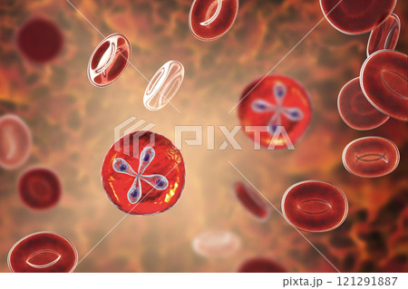 Babesia parasites inside red blood cell, the causative agent of babesiosis Babesia parasites inside red blood cell, the causative agent of babesiosis 121291887