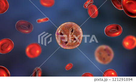 Babesia parasites inside red blood cell, the causative agent of babesiosis 121291894