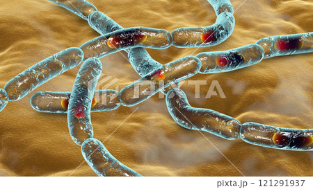 Bacteria Bacillus anthracis, the causative agent of anthrax disease Bacteria Bacillus anthracis, the causative agent of anthrax disease 121291937