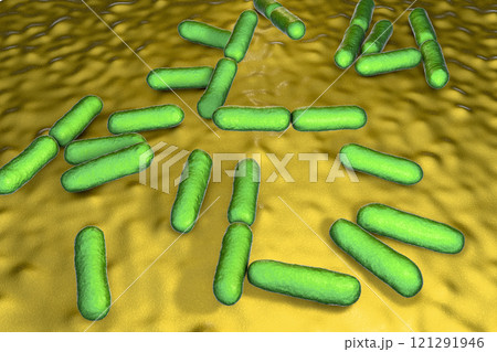 Probiotic bacteria Bacillus clausii 121291946