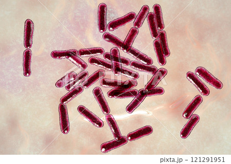 Probiotic bacteria Bacillus clausii Probiotic bacteria Bacillus clausii 121291951