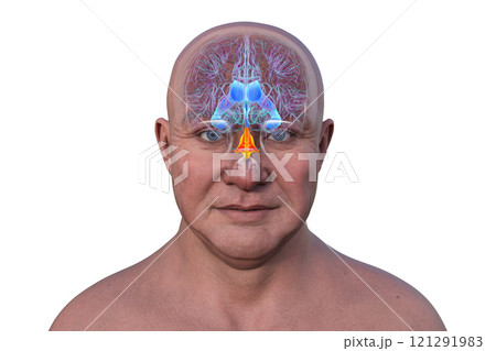 Anatomy of the fourth brain ventricle, 3D illustration 121291983
