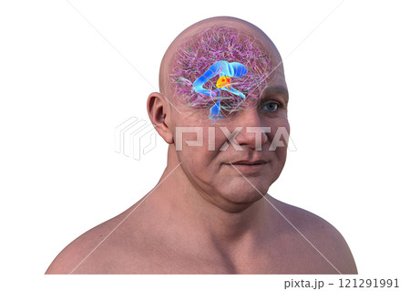 The third brain ventricle, 3D illustration 121291991